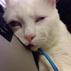 Illustration for article titled The Cat with the Ugliest Sleeping Face in Japan